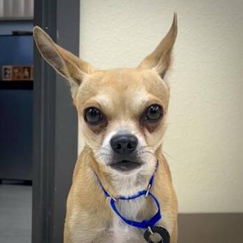 Pee Wee -  Chihuahua Dog for Adoption in Sioux City, Iowa - Pee Wee | PetCurious