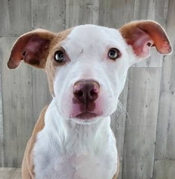 Rescue Pit Bull Terrier and Mixed Breed Dogs for Adoption in Shreveport, Louisiana - Pretzel | PetCurious
