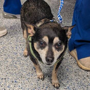 Chihuahua Dogs Available for Adoption - King | PetCurious