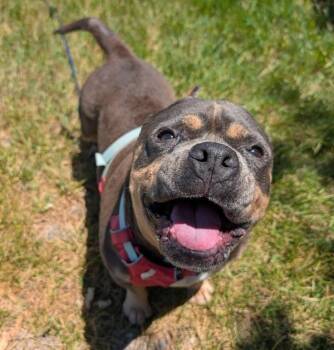 Pizookie -  American Bully Dog for Adoption in Santa Rosa, California - Pizookie | PetCurious
