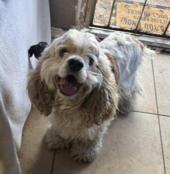 Cocker Spaniel Dogs Available for Adoption - Milo | PetCurious