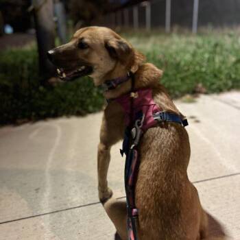 Yeondu -  Jindo and Mixed Breed Dog for Adoption in Sunderland, Ontario - Yeondu | PetCurious