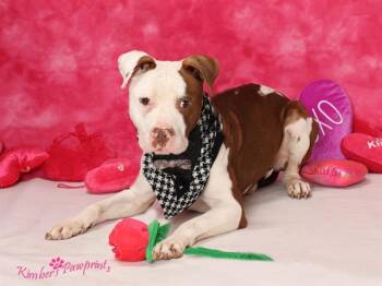 Boxer and Mixed Breed Dogs Available for Adoption - SPUD | PetCurious