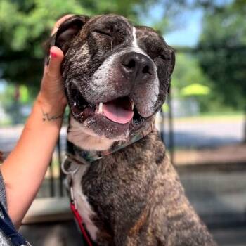 Rescue Mixed Breed Dogs for Adoption in Fredericksburg, Virginia - Sunflower | PetCurious