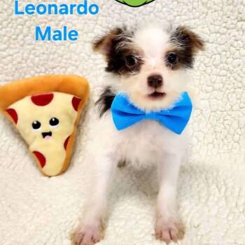 Leonardo -  Chihuahua and Maltese Dog for Adoption in Monticello, Iowa - Leonardo | PetCurious