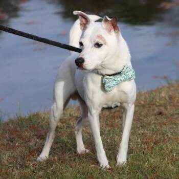 Jack Russell Terrier Dogs Available for Adoption - Tanner | PetCurious