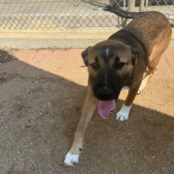 Ramesses -  Mixed Breed Dog for Adoption in Galveston, Texas - Ramesses | PetCurious
