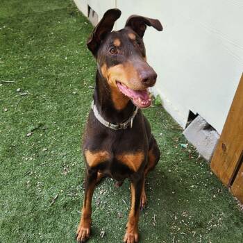 Rescue Doberman Pinscher Dogs for Adoption in Austin, Texas - Tumble JuM | PetCurious