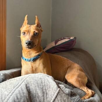 Rescue Miniature Pinscher Dogs for Adoption in Minneapolis, Minnesota - Siouxsie | PetCurious