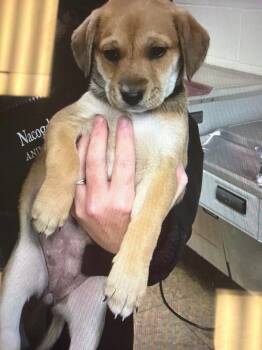 Border Collie Dogs Available for Adoption in Nacogdoches, Texas - Zim | PetCurious