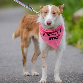 Lola (needs foster or adopter. special needs. no fee) -  Portuguese Podengo Dog for Adoption in Hanson, Massachusetts - Lola (needs Foster Or Adopter. Special Needs. No Fee) | PetCurious