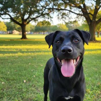 HONEY -  Black Labrador Retriever Dog for Adoption in Athens, Alabama - HONEY | PetCurious