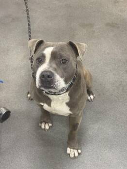 Pit Bull Terrier Dogs Available for Adoption - TOSH | PetCurious