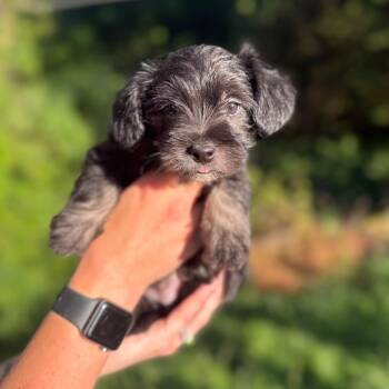 Trevor -  Terrier and Mixed Breed Dog for Adoption in Newberg, Oregon - Trevor | PetCurious