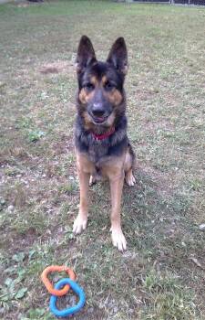 Rescue German Shepherd Dog Dogs for Adoption in Pegram, Tennessee - SARGE | PetCurious