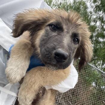 Shepherd Dogs Available for Adoption - Bongo | PetCurious