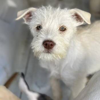Daisy -  Terrier Dog for Adoption in South Elgin, Illinois - Daisy | PetCurious