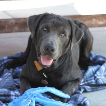 Smoky -  Black Labrador Retriever Dog for Adoption in Long Beach, California - Smoky | PetCurious