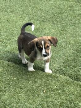 Mixed Breed Dogs Available for Adoption in Kenosha, Wisconsin - Fry | PetCurious