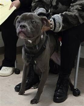 Pit Bull Terrier Dogs Available for Adoption in Derwood, Maryland - RYDER | PetCurious