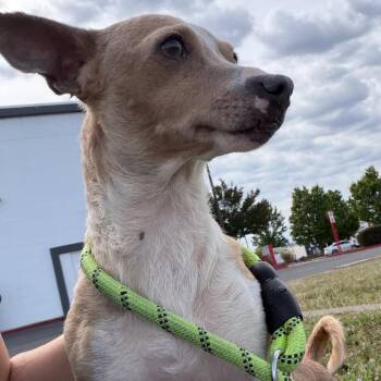 Missy -  Chihuahua Dog for Adoption in St. Augustine, Florida - Missy | PetCurious