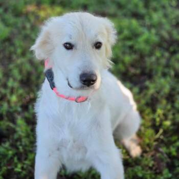 Kandy JuM -  Great Pyrenees and Mixed Breed Dog for Adoption in Austin, Texas - Kandy JuM | PetCurious