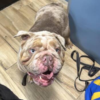 AHNJ-Stray-120717 -  English Bulldog Dog for Adoption in Newark, New Jersey - AHNJ-Stray-120717 | PetCurious