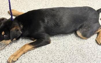 Labrador Retriever and Mixed Breed Dogs Available for Adoption - A651389 | PetCurious