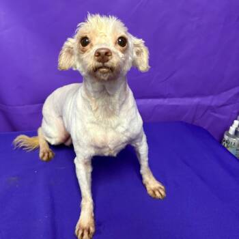 Elvira 2 -  Terrier and Mixed Breed Dog for Adoption in North Myrtle Beach, South Carolina - Elvira 2 | PetCurious