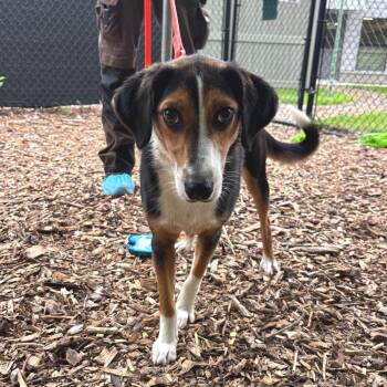 Indie -  Hound Dog for Adoption in Briarcliff Manor, New York - Indie | PetCurious