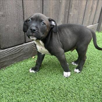Sky pup 5623 -  Mixed Breed Dog for Adoption in Loxahatchee Groves, Florida - Sky Pup 5623 | PetCurious