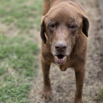Chocolate Labrador Retriever Dogs Available for Adoption in Wiggins, Mississippi - Bear | PetCurious