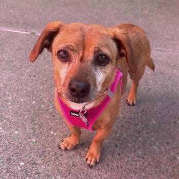 Dachshund and Chihuahua Dogs Available for Adoption - Donatella 13924 | PetCurious