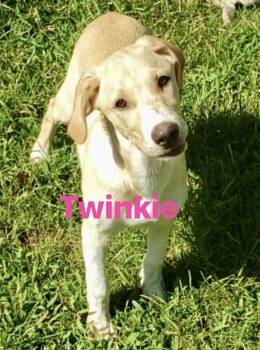 Twinkie -  Labrador Retriever Dog for Adoption in Pembroke, Massachusetts - Twinkie | PetCurious