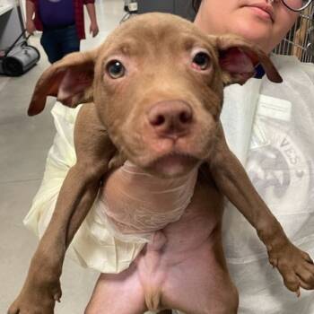 Rescue Terrier Dogs for Adoption in Des Moines, Iowa - Jimmie | PetCurious