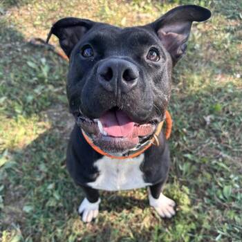 Rescue Mixed Breed Dogs for Adoption in Cape Girardeau, Missouri - Lil Toot | PetCurious