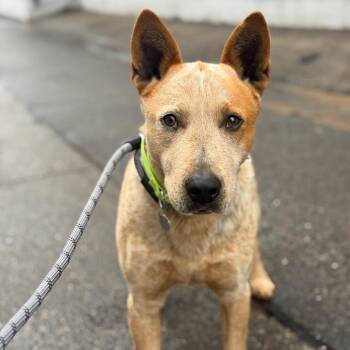 Mixed Breed and Australian Cattle Dog Blue Heeler Dogs Available for Adoption - Archie | PetCurious