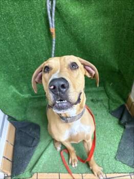 Pit Bull Terrier and Mixed Breed Dogs Available for Adoption in Gainesville, Florida - Hunter | PetCurious