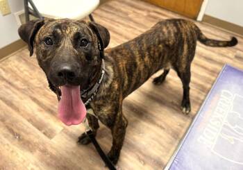 Rescue Mixed Breed Dogs for Adoption in Dallas, Pennsylvania - ROCKY | PetCurious