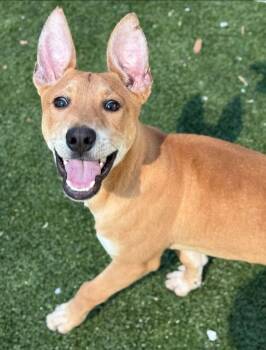 Shepherd Dogs Available for Adoption in Holbrook, New York - PRIM | PetCurious