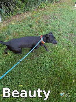 Beauty -  Pit Bull Terrier Dog for Adoption in Rocky Mount, North Carolina - Beauty | PetCurious