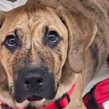 Rusty -  Basset Hound and Mixed Breed Dog for Adoption in Corpus Christi, Texas - Rusty | PetCurious