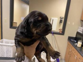 Doberman Pinscher Dogs Available for Adoption in Modesto, California - A608868 | PetCurious
