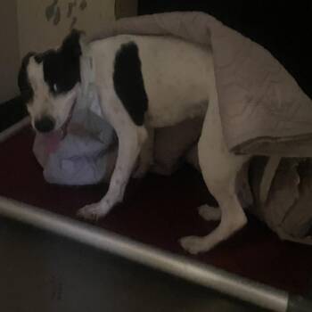 IVHS-Stray-140450 -  Pit Bull Terrier Dog for Adoption in San Gabriel, California - IVHS-Stray-140450 | PetCurious