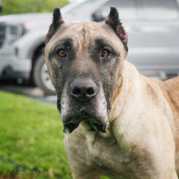 Brewski -  Cane Corso and Mixed Breed Dog for Adoption in Largo, Florida - Brewski | PetCurious