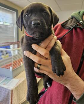 Rescue Golden Retriever and Bull Terrier Dogs for Adoption in Medfield, Massachusetts - Red | PetCurious