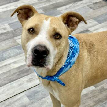 Maxwell -  Black Mouth Cur and Mixed Breed Dog for Adoption in Houston, Texas - Maxwell | PetCurious