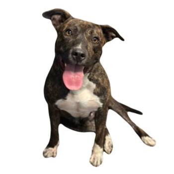 Alice -  Pit Bull Terrier Dog for Adoption in Red Bluff, California - Alice | PetCurious