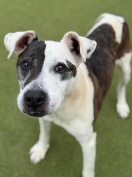 Penny Lane -  Mixed Breed Dog for Adoption in Atlanta, Georgia - Penny Lane | PetCurious