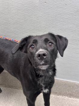 CHICKEN NOODLE SOUP -  Labrador Retriever and Mixed Breed Dog for Adoption in Las Vegas, Nevada - CHICKEN NOODLE SOUP | PetCurious
